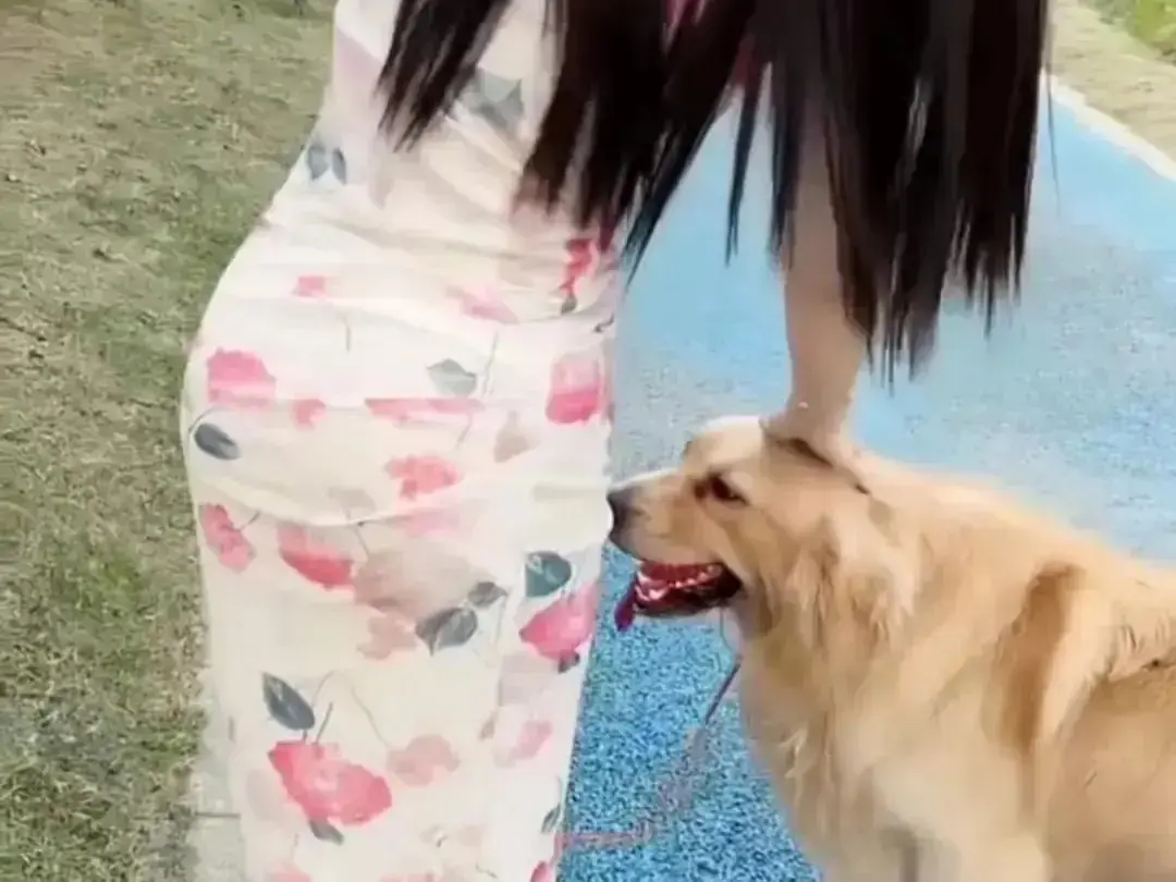 《抖音香香公主与爱犬金毛》高能日常互动个人珍藏完整版在线高清免费观看-抖音香香公主与爱犬直播回放无广告网盘资源免费秒播，《抖音香香公主与爱犬金毛》在线吃瓜