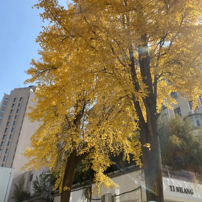 爆款短剧《婚婚逢她》全集免费看-高清1080P未删减完整版在线播放-婚婚逢她网盘资源无广告分享